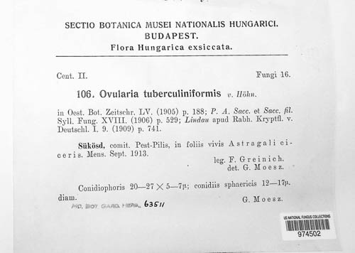 Ramularia tuberculiniformis image